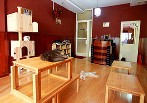 Cafe Doremon Cat – Quán cafe dành cho những người yêu mèo